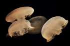 Graceful Jellyfish in Aquarium Art Print